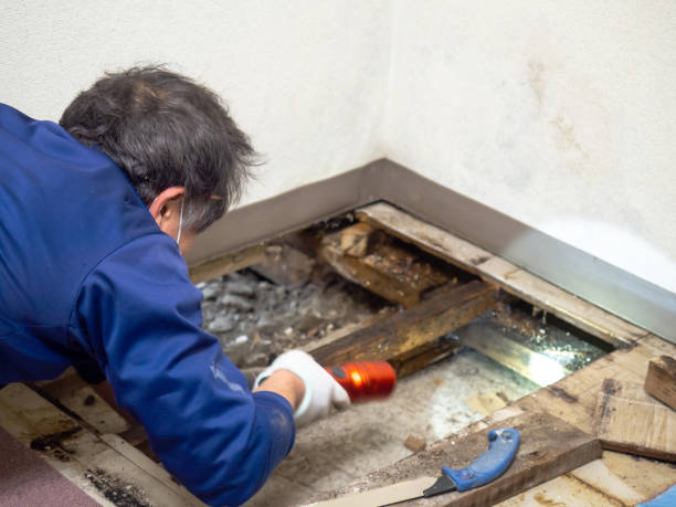Professional Mold Removal in Anthem, AZ