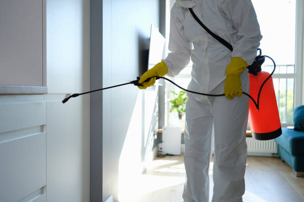 Mold Removal and Inspection in Anthem, AZ