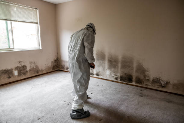 Best Attic Mold Removal  in Anthem, AZ