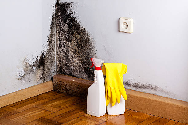 Certified Mold Removal in Anthem, AZ
