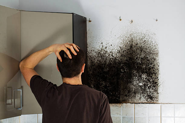 Best Attic Mold Removal  in Anthem, AZ
