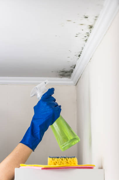 Best Commercial Mold Removal  in Anthem, AZ